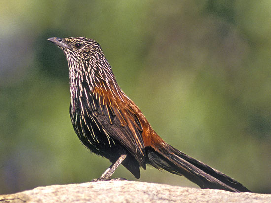 Rare and restricted Black Grasswren.